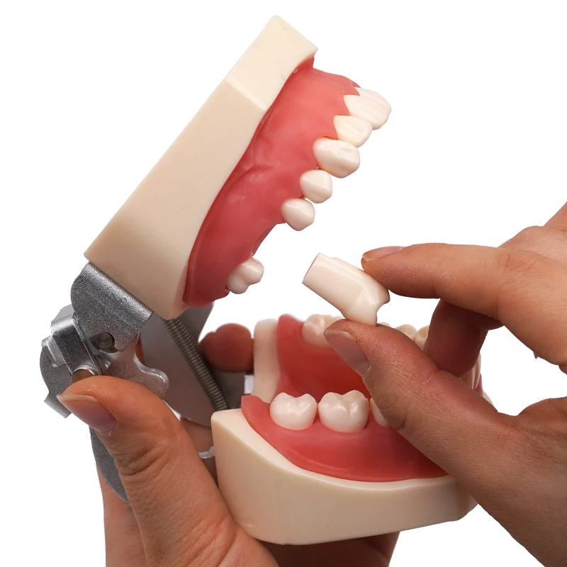 Thumbnail 2 - #9 Best Dental Teaching Models to Buy In 2026