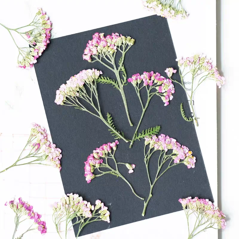 60pcs Pressed Dried Yarrow Achilleawilsonia Flower Herbarium Resin Epoxy Jewelry Card Bookmark Frame Phone Case Face Makeup Lamp