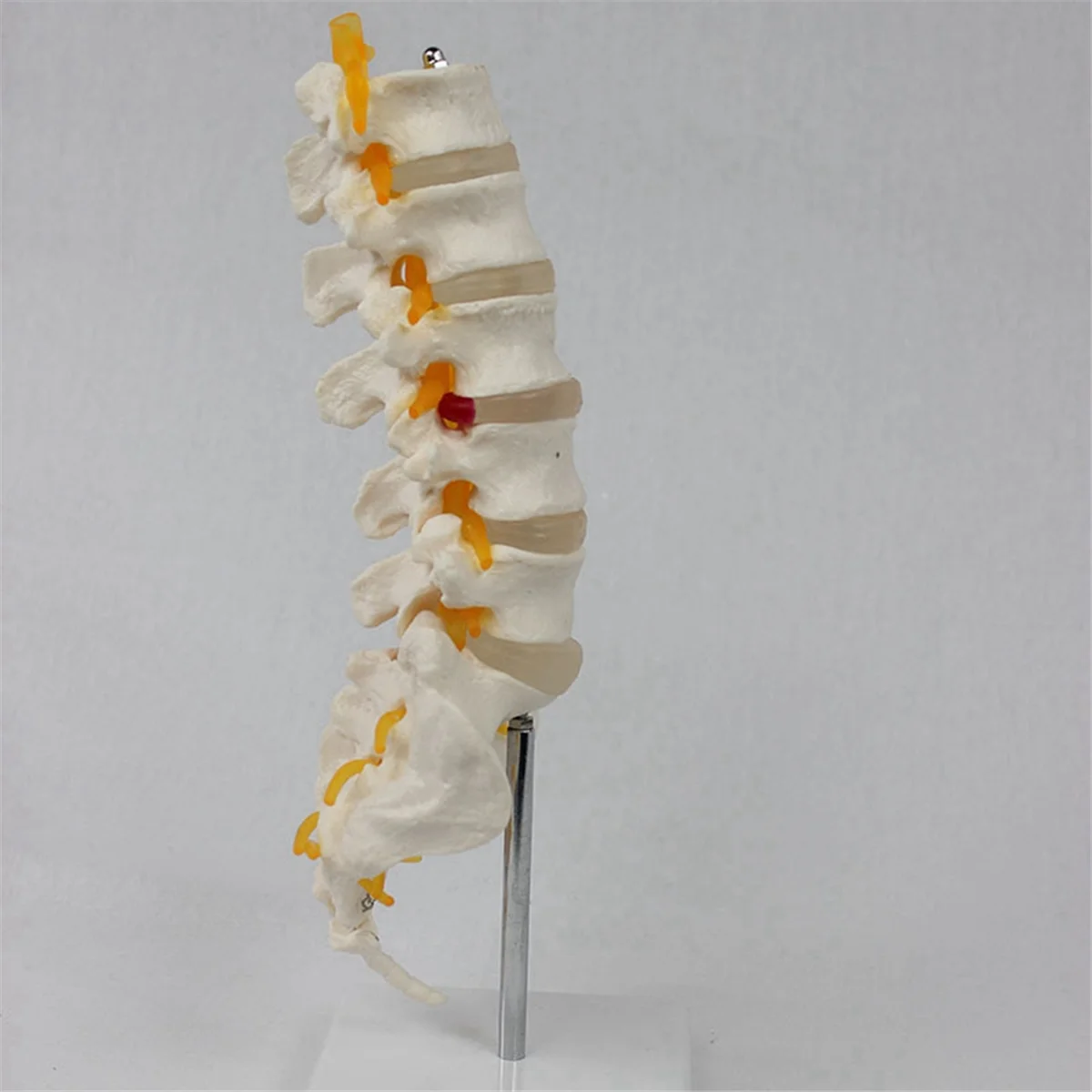 SLQZT Teaching Equipment Model 5-Segment Lumbar Spine with Sacral Accessory Orthopedic Teaching Display Teaching Aids