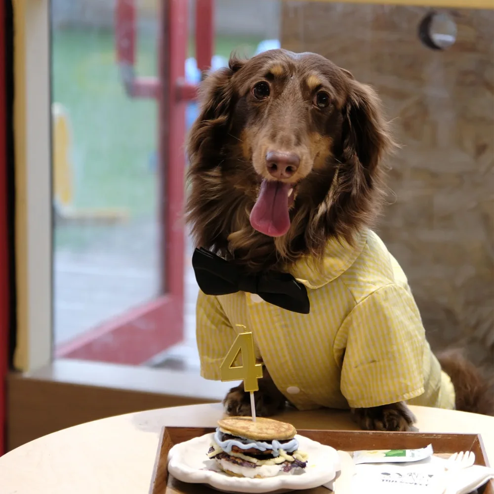 Camiseta a cuadros amarilla para Dachshund – Pijama algodón suave - imagen 2