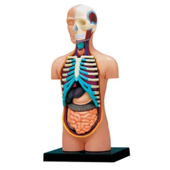 4D Master Menselijk torso Anatomie Model Skelekon Medisch Leermiddel puzzel Assembleren Speelgoed Hart Hersenen Maag klaslokaal Apparatuur