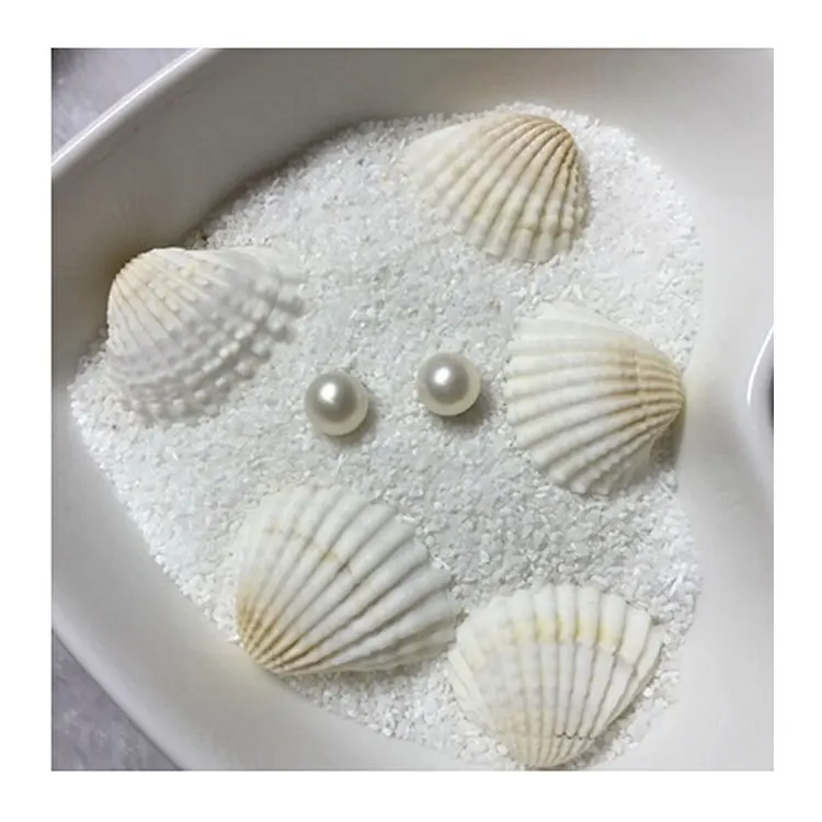 Natural Pecten Shell 1-3cm - White Scallop Decor, Vase Accent, Mini Seashell Craft, Aquarium Ornament, Marine Themed Display, De