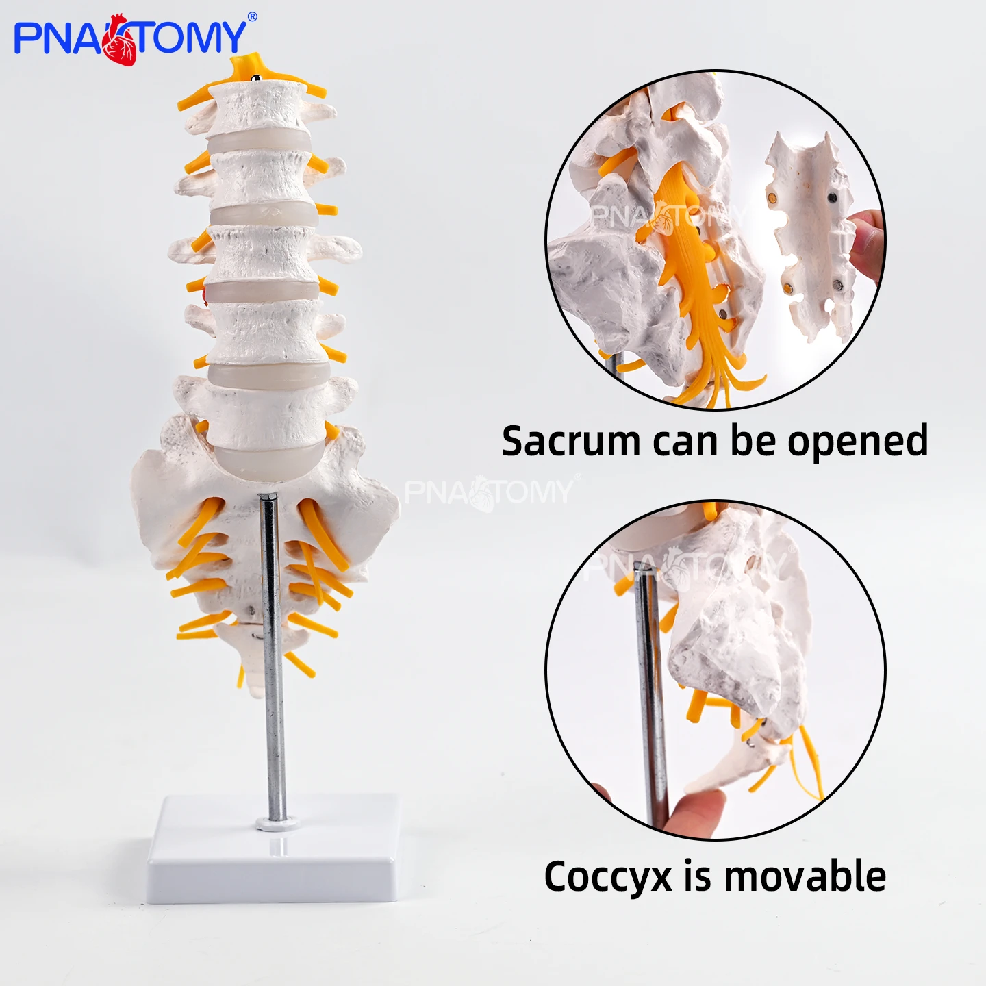 

Анатомическая модель поясничного отдела позвоночника с пятиместным отделением, сакральным костями, открывающаяся, демонстрирующая структуру поясничного отдела позвоночника человека, межпозвонковый диск, ядро мозга, фиброзное кольцо, учебное пособие для ор