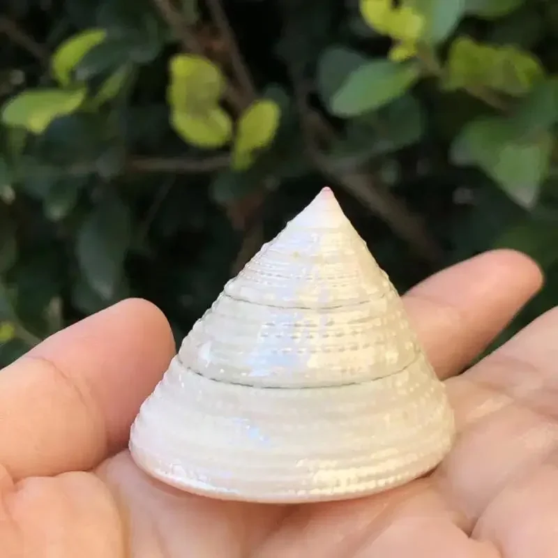 Tower Snail Natural Conch Shell White Fluorescent Snail Fish Tank Landscaping Decoration Gift Ornaments Hermit Crab Shell