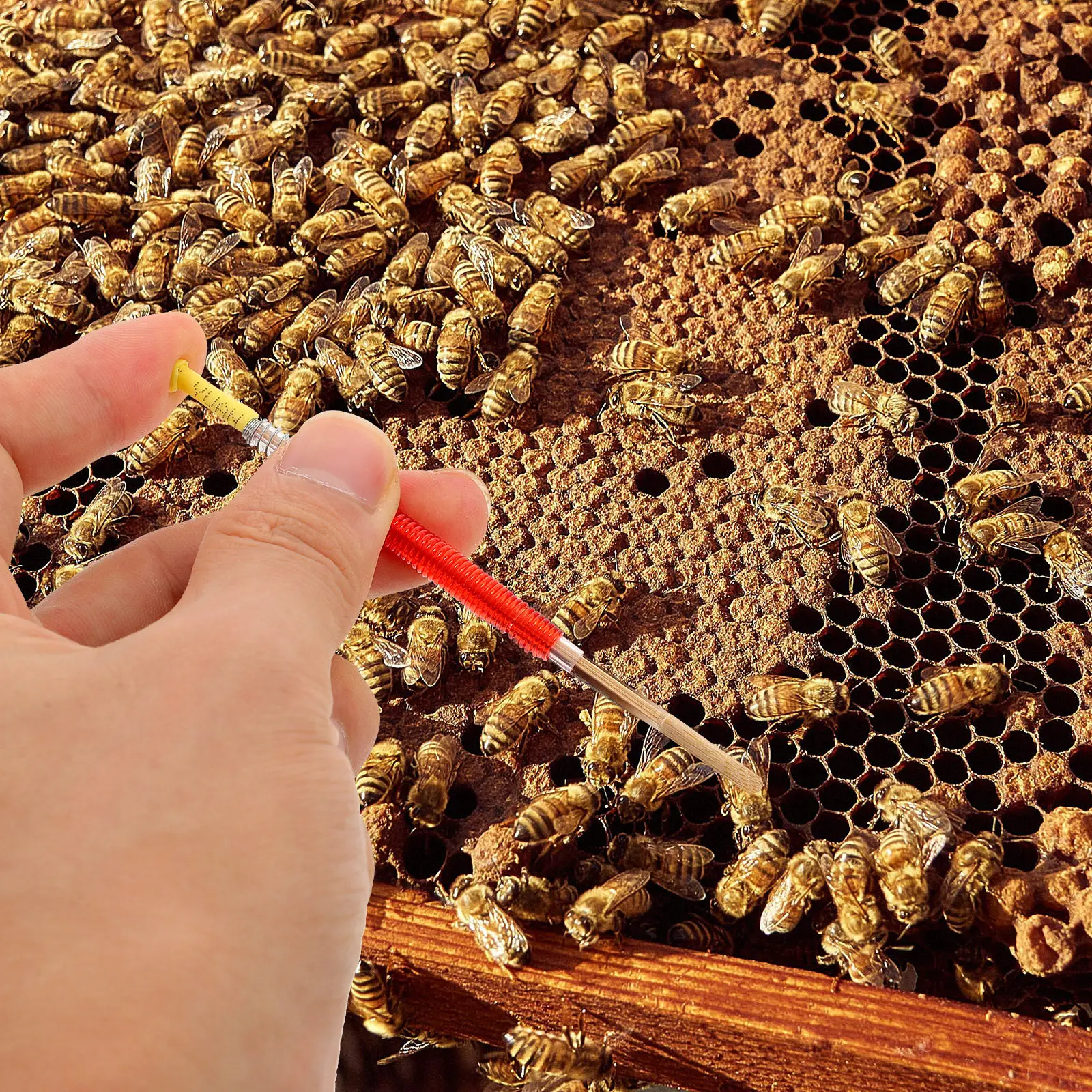 

Инструмент для пчеловодства: Игла для прививки пчелиных личинок из ABS-пластика и бамбука, стабильная, легкая, для переноса личинок