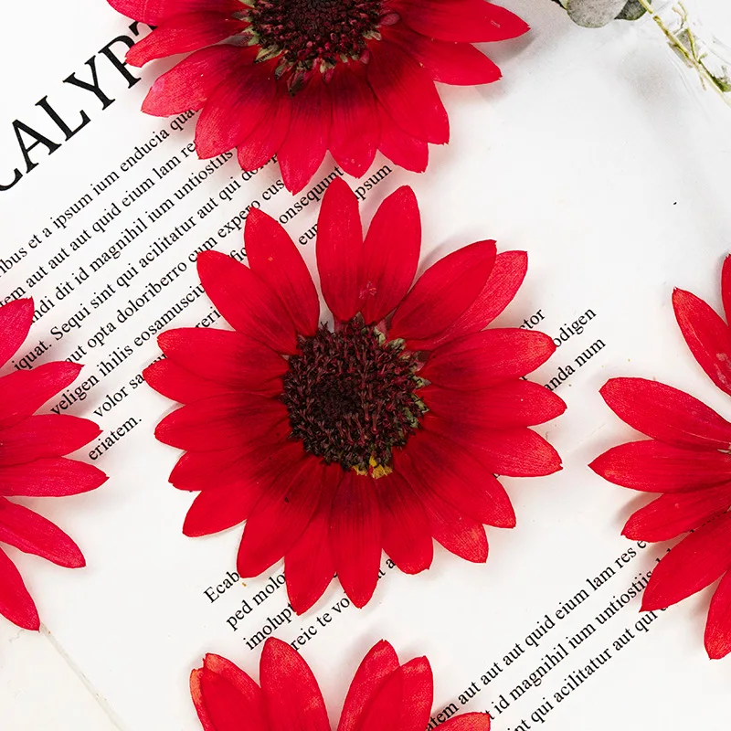 2 Stück, 6-8 cm, getrocknete gepresste Sonnenblumen für Harzformen, echte Blumen für DIY-Handyhüllen, Tischlampen, Wandkunst & Scrapbooking-Dekoration – Detail 1