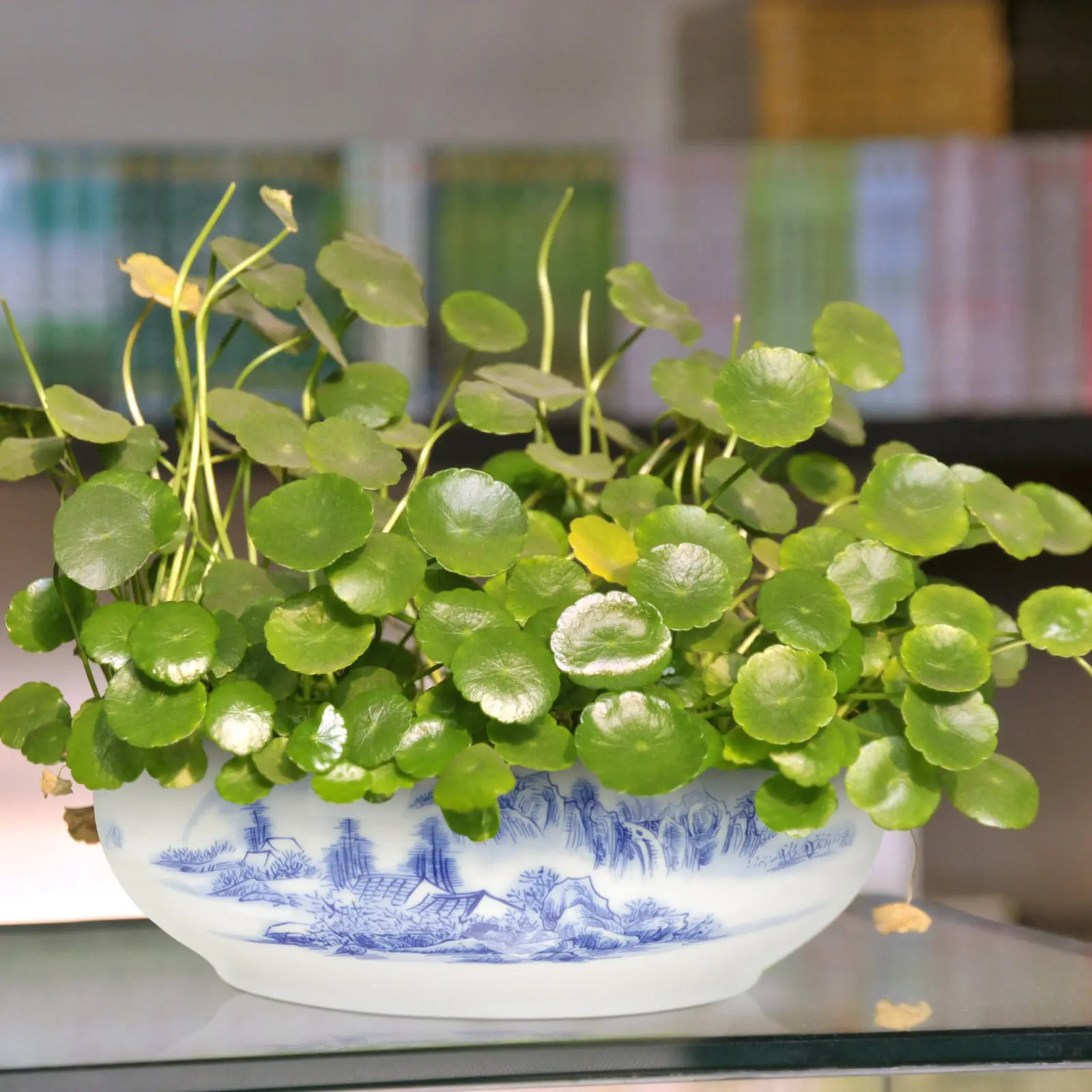 

Керамическое гидропонное кашпо с узором лотоса, без отверстий, для цветов нарциссов, для использования в помещении и на улице, декоративное для сада