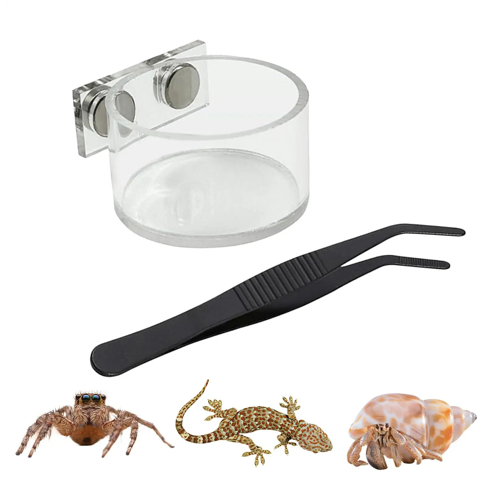Tazón de Alimentación Magnético Acrílico para Reptiles con Pinzas, Plato Pequeño de Agua para Araña Saltarina, Tarántula, Mantis, Accesorios para Terrario