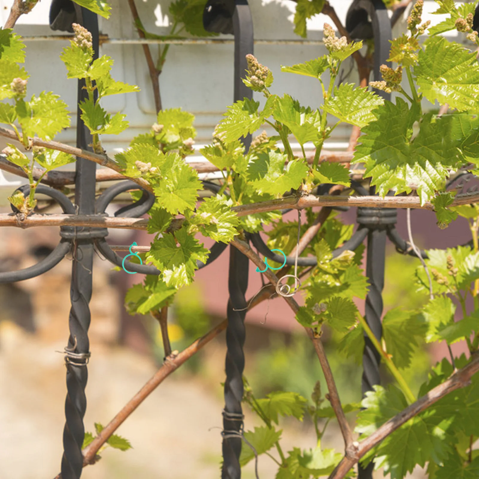 зажимы для томатной лозы