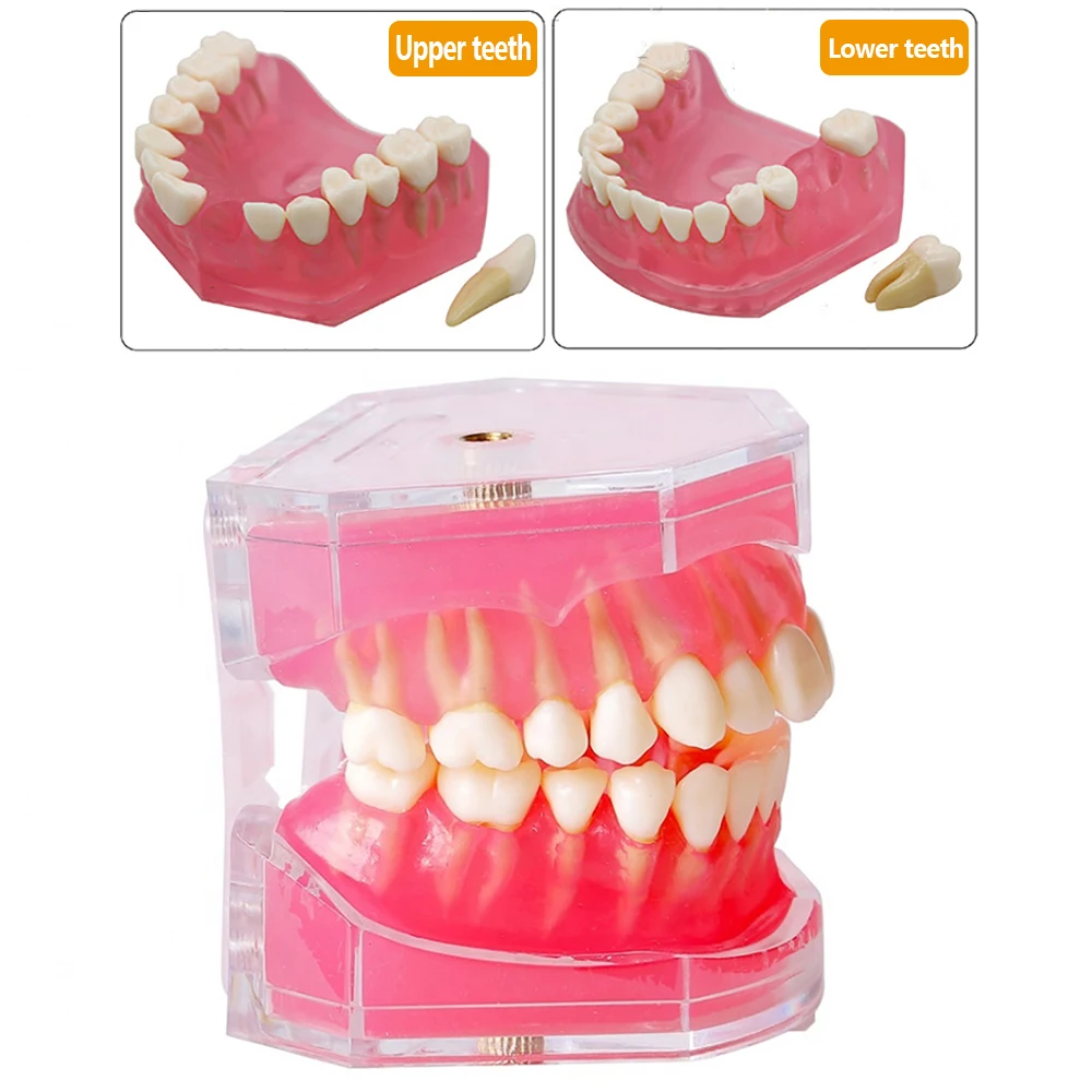 

Dental Model With Removable Teeth Standard Jaw Typodont Soft Gum Dental Study Teaching Demonstration Model Dentistry Products