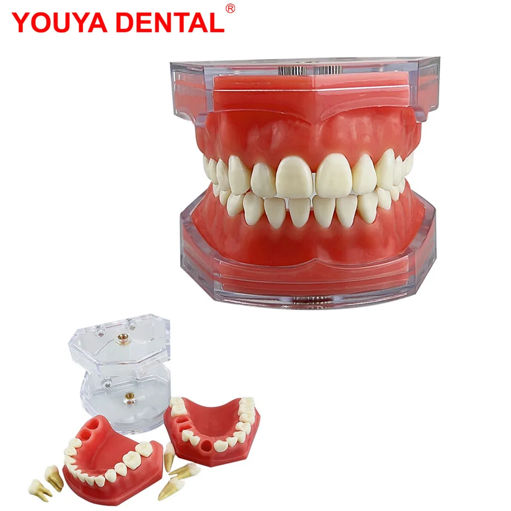 Dental Teeth Model With 28 Removal Teeth Resin Dental Model Teeth Teaching Model For Studying Education Demo  Dentistry Typodont