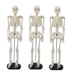 For HUMAN SKELETAL MODEL PVC 85cm Human Skeleton Model Without Nerves And Intervertebral Discs Medical Human Body Model Teaching