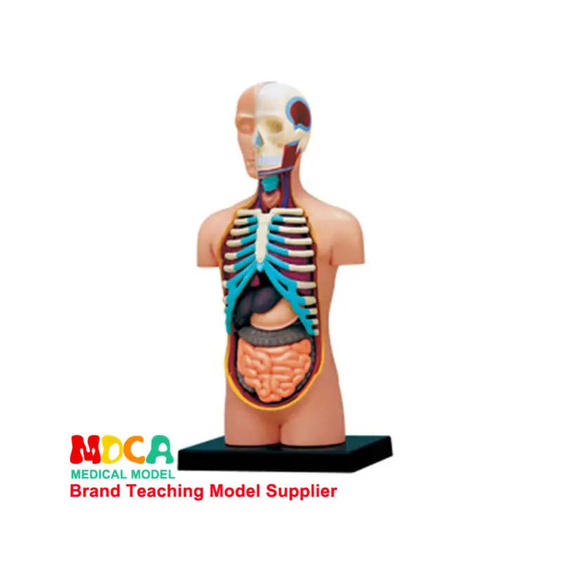 4D MASTER puzzle assembly toys, anatomical models of human organs, medical teaching DIY, popular science 14 models