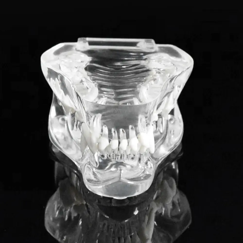 Transparent Dental Animal Resin Teeth Educational Dog Cat Rabbit Dog Tooth Model Simulation Simulation Clear Texture