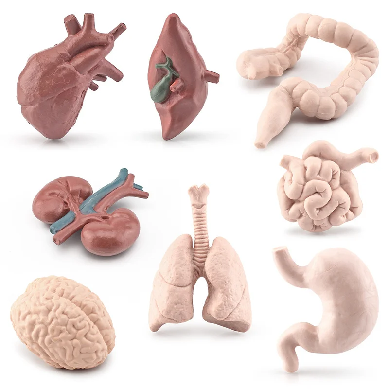 8Pcs Simulation Human Torso Body Organ Miniature Anatomy Organs Model Brain Heart Figurines Children Montessori Cognitive Toys