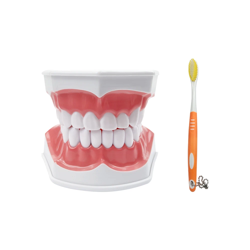 2-voudig tandenmodel met tandenborstel Tandheelkundig demonstratiemodel met tongmodel voor kinderen Tandenpoetsen Leren