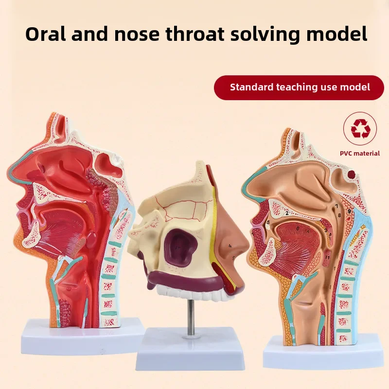 Nasal Oral Pharyngeal Model Ent Surgery Education Equipment Midway Failure State Larynx Pharynx Ear Nose Throat Model