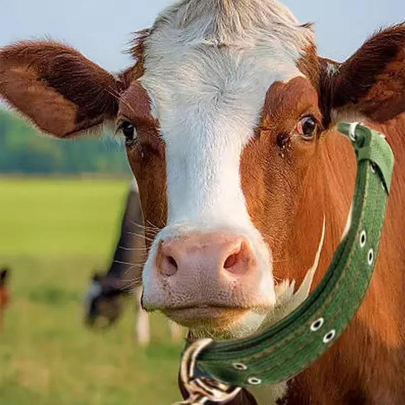 1PC Cattle Collar C…