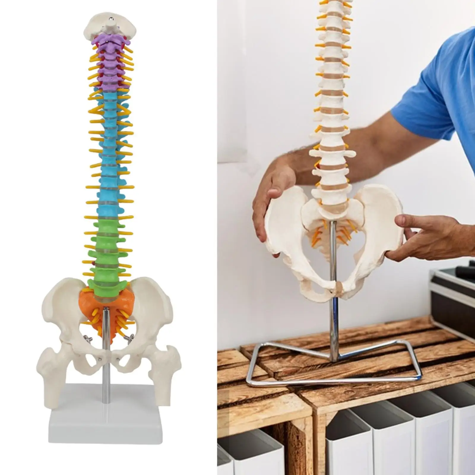 Human Spine Model Flexible Spinal Cord 45cm with Pelvic Spine Spinal Column Model Skeleton Model for Teaching Study Science