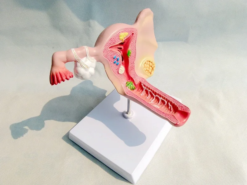 Anatomical model of the female uterus, ovaries and reproductive structure in medicine