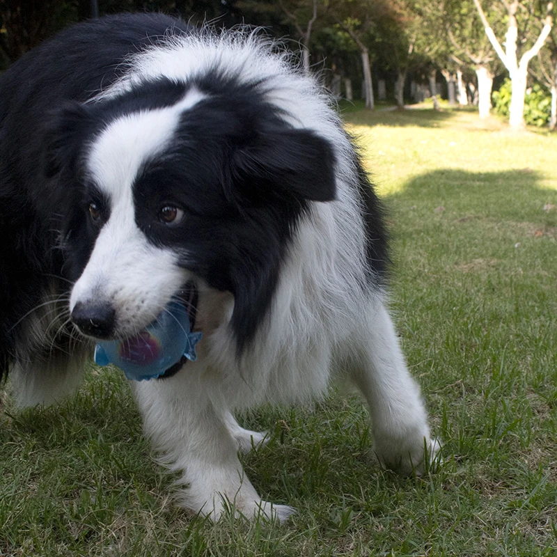 Hund Kauen Spielzeug Training Sound Silikon Ball Simulierte Fisch Form Hund Spielzeug Interaktive Reinigung Zähne Haustier Zubehör – Detail 4