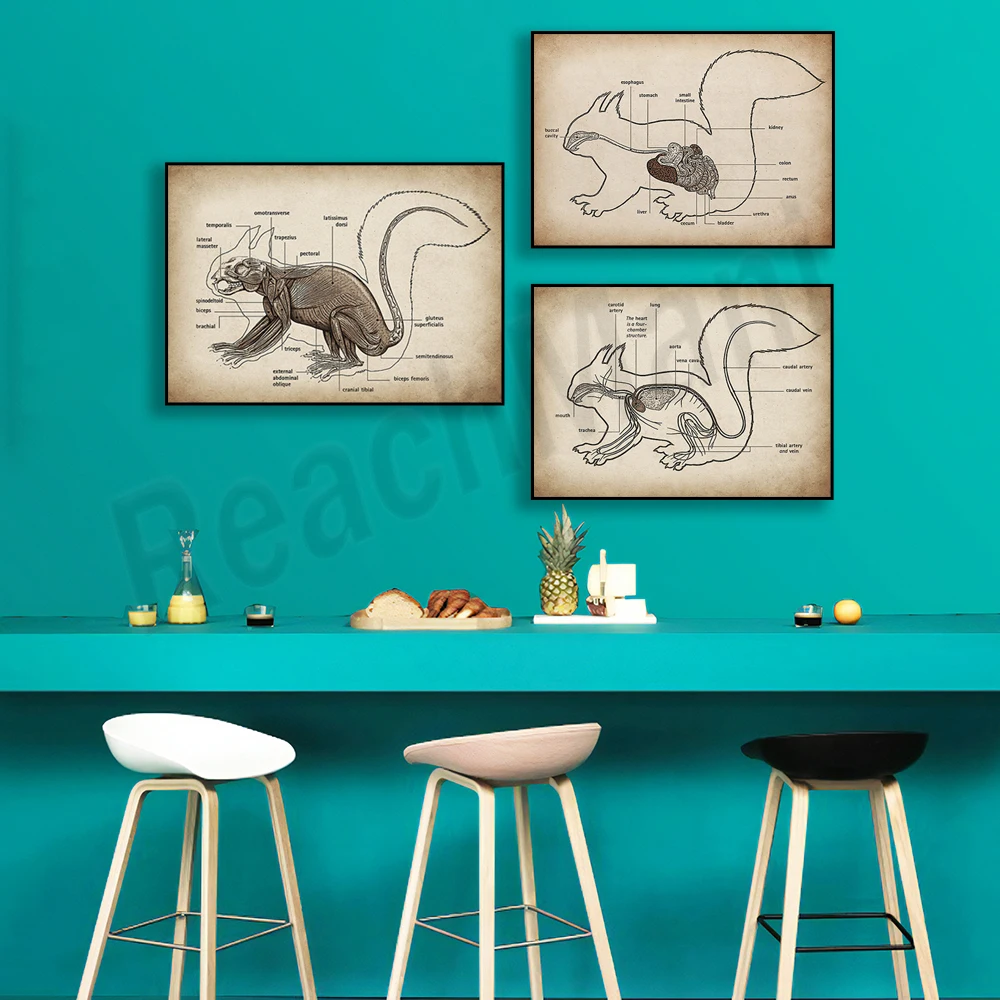 Forest Animal Squirrel Anatomical Poster - Biology Art Small Mammal Zoology Print for Veterinary Clinic Decoration