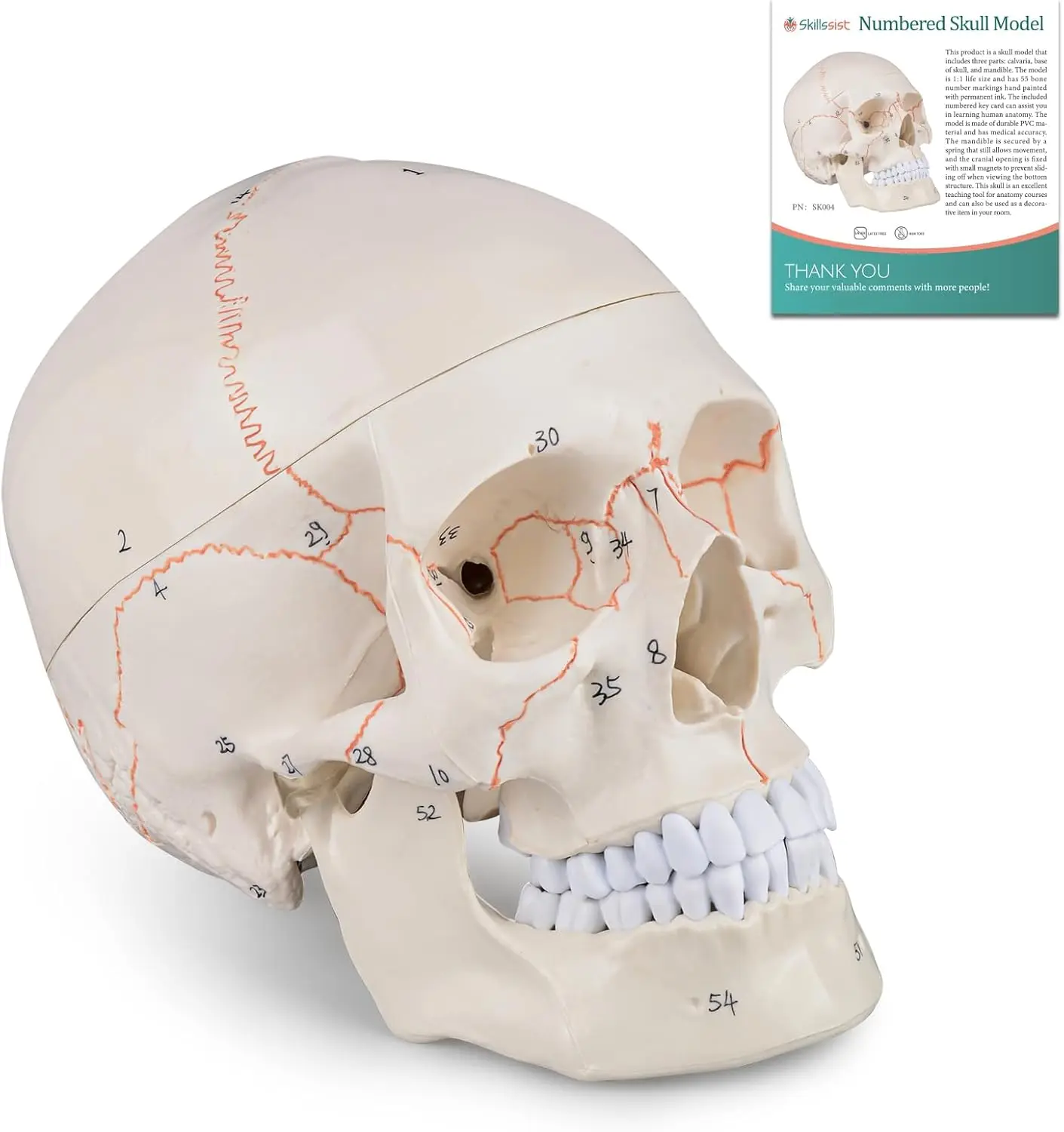 Numbered Human Skull Model Life Size Medical Quality Anatomical Model with 3 Parts Painted Sutures for Students Anatomy Educate