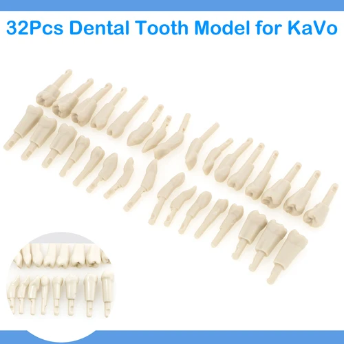 Imagen 2 del producto 32 Uds modelo de diente Dental KaVo modelo básico dientes ajuste extraíble Compatible mecanismo de retención KaVo tamaño marcado
