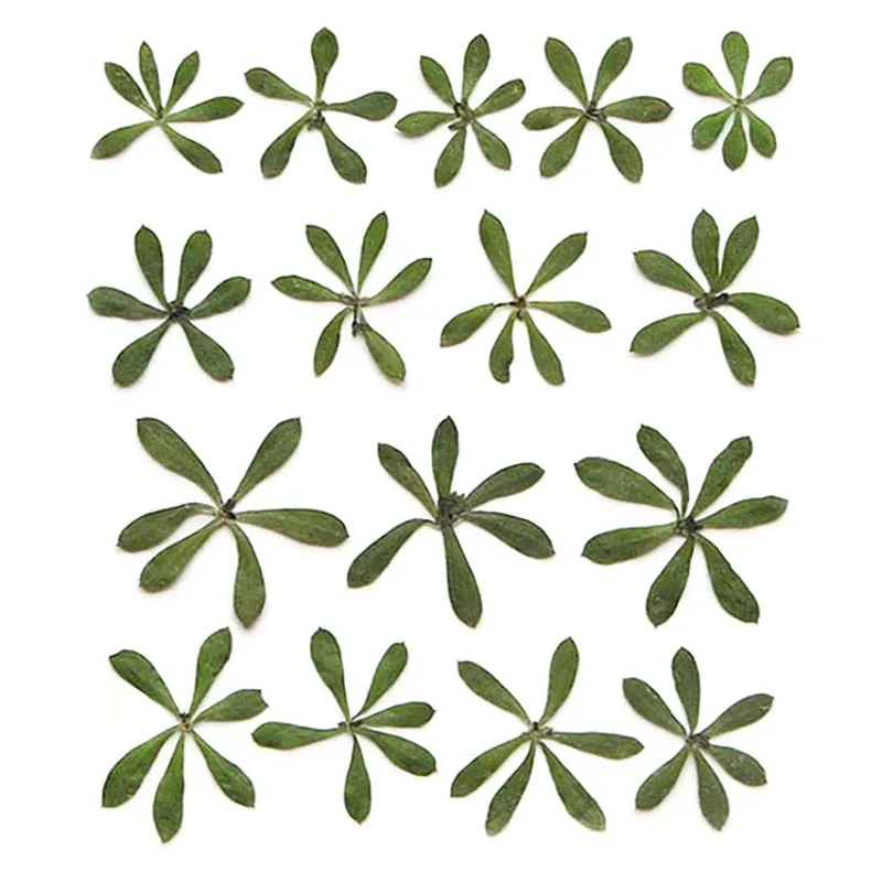 1.5-2.5CM/ Real Natural Dried Pressed Green Leaves Flowers,Decorative Dry Press Tiny Vane for Epoxy Resin,Nail Art,Candle Making