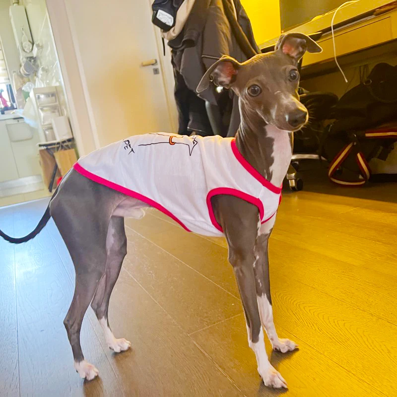 Cotton Summer Pet Cartoon Vest Anti-mosquito Dog Vest Italian Greyhound Clothes Whippet Clothing