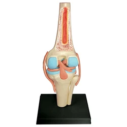 Torso Human Body Model Education Knee Joint Organs Model For Student Teaching Study Assembling Model