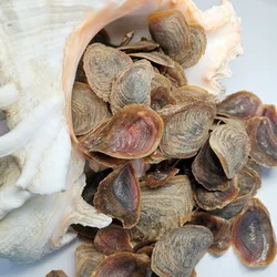 10/100g 3-6cm Incense Product Natural Sea Dried Operculum Shell Murex Snail Seashell for Sale