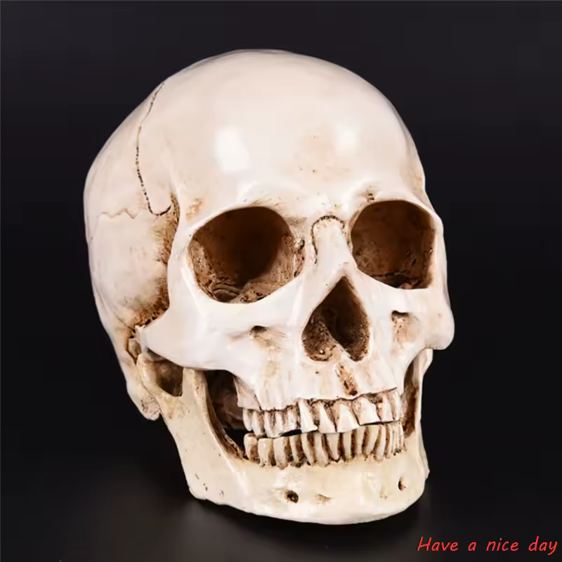 Réplica de resina de cabeza humana, modelo médico, artesanía decorativa de alta calidad, Calavera Lifesize 1:1, decoración del hogar de Halloween