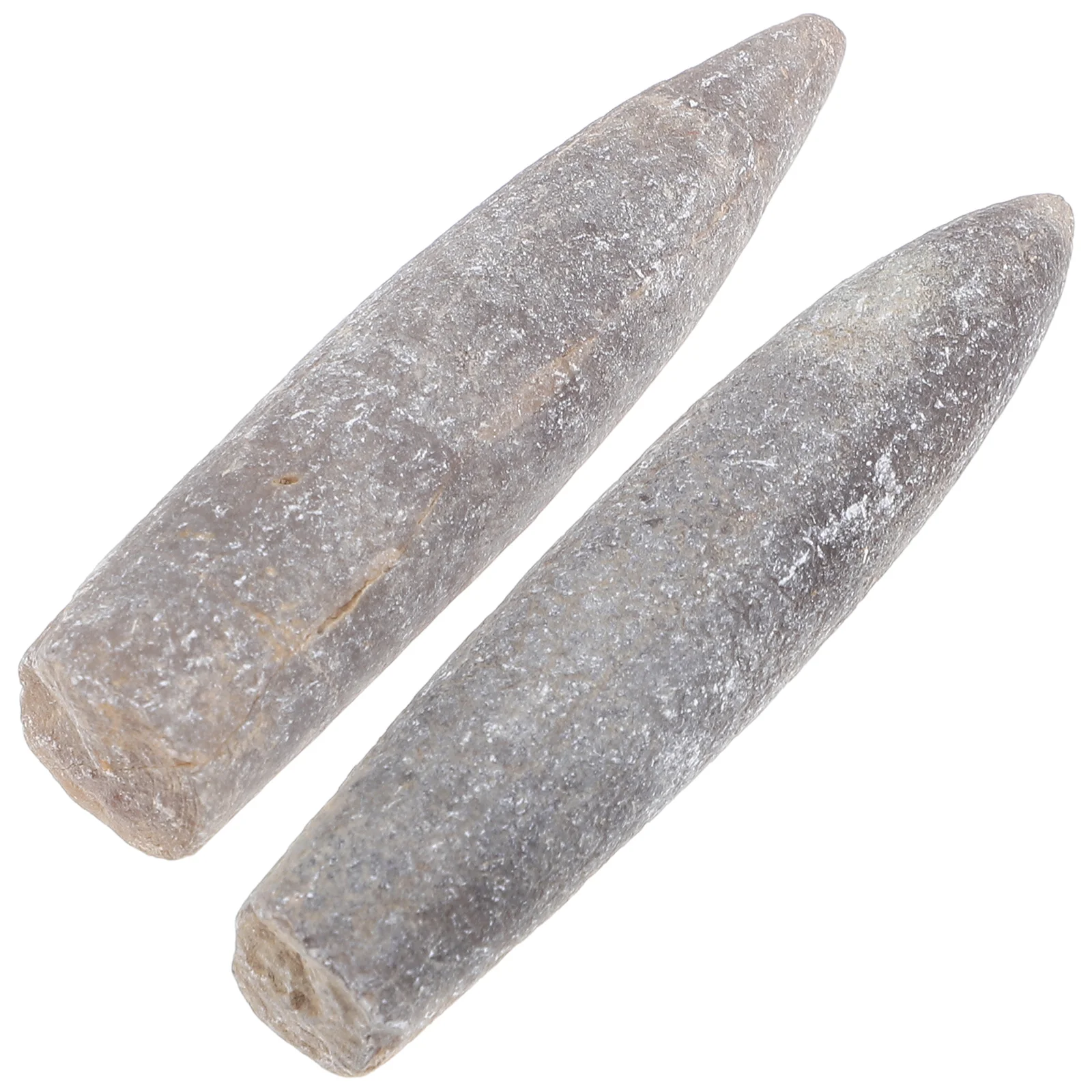 2 Pcs Specimen Belemnite Adornment Decorate Decoration Epifaunal Hotel Natural