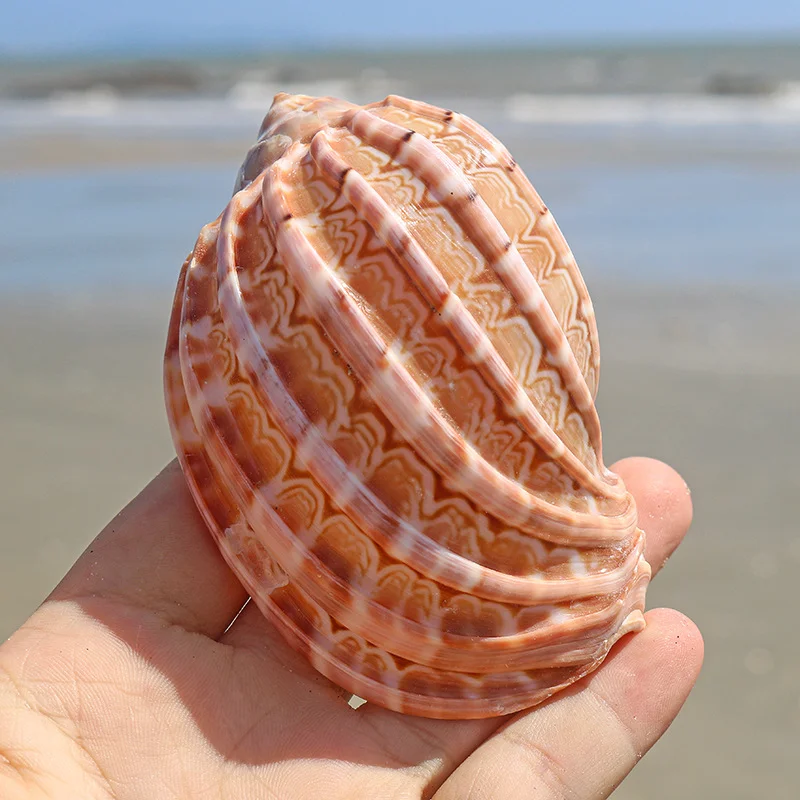 Ficopsis Ficus Snail Hermit Crab Shell Natural Conch Shell for Fish Tank Ornaments Indoor Decorative Pipa Snail Shell view 5
