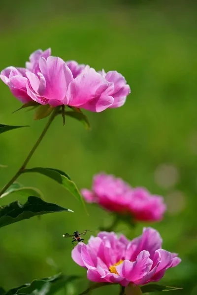 

Metal Steel Differential Gear Set Output Gears Spider Gears 5382X for TRXS Revo E-Revo Summit T-Maxx E-Maxx Upgrade Parts