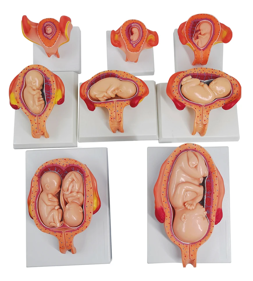 

Pregnancy embryo development model Family planning model Infant fetal development process model Reproductive model