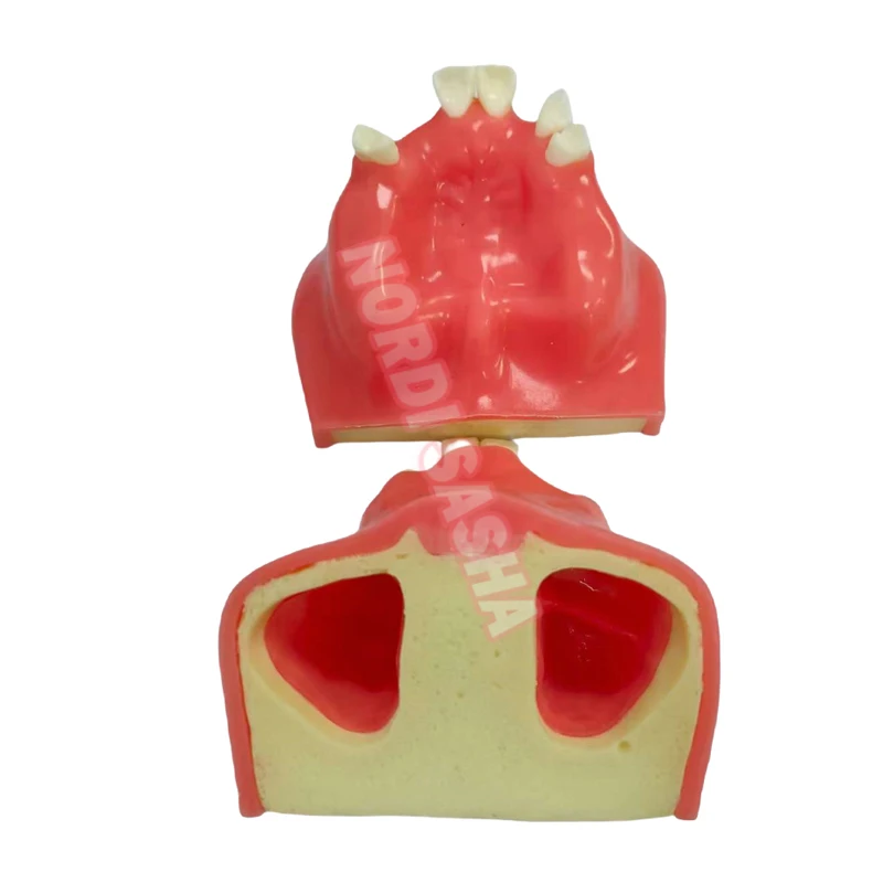 

Maxillary Sinus Teeth Model Dental Implant Student Teaching Practice Model Upper Jaw Sinus Lift Implants Restoration Model 1Pcs