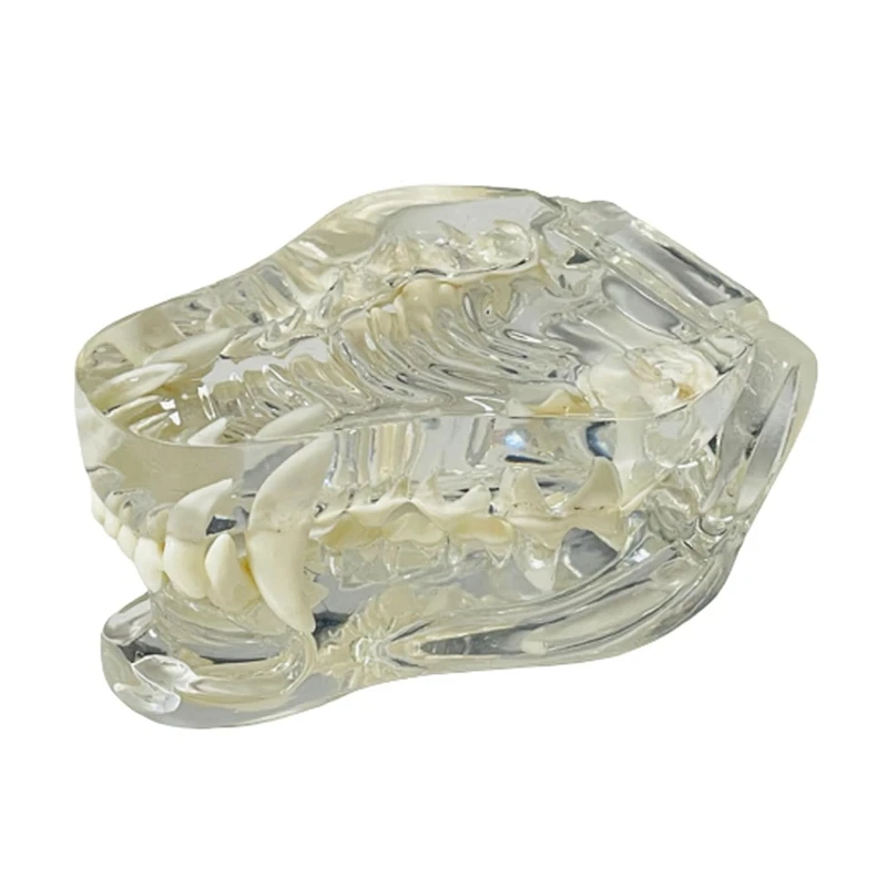 Transparent Canine Teeth Anatomical Model  Animals Oral Tooth Jaw For Veterinary Educational Tool