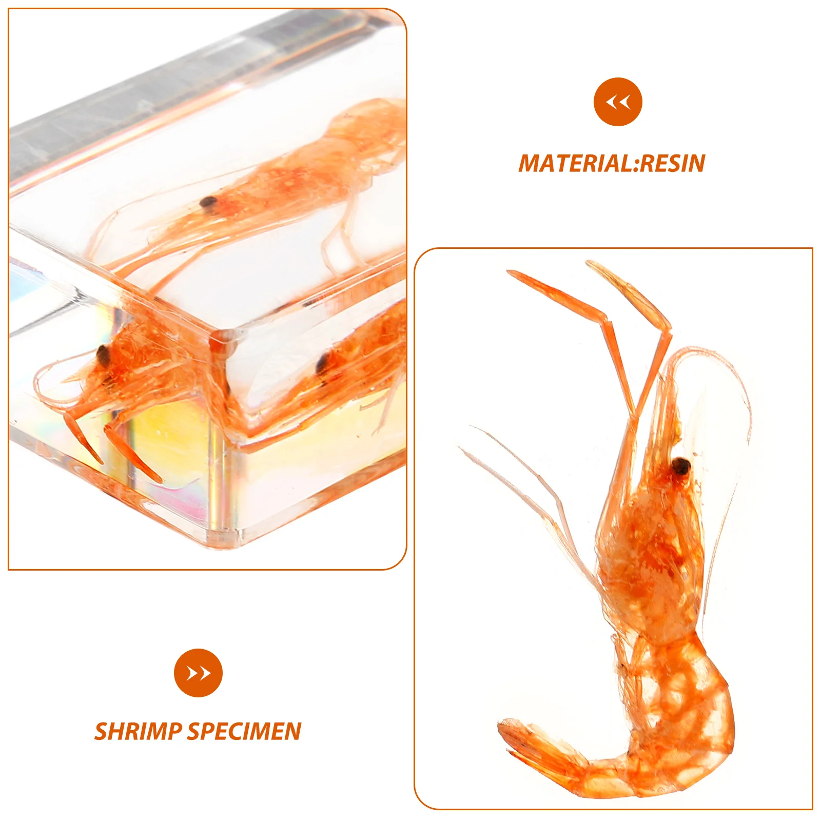 Insect Specimen Resin Crafts Shrimp Paperweight Science Collection Artificial Decoration