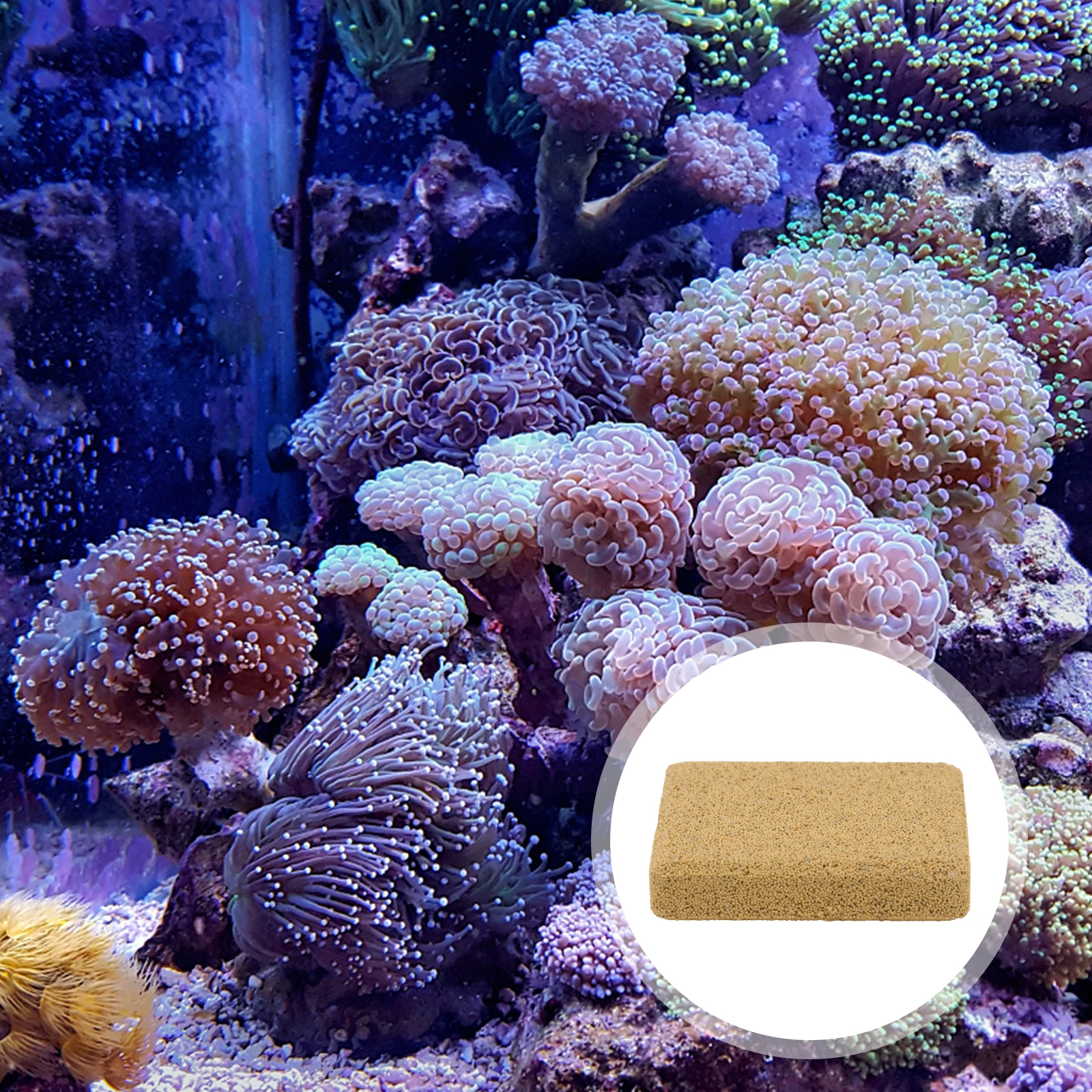 

10pcs Coral Breeding Base Nano Material Growth Tray Fish Tank Aquarium Support Easy Clean Durable Decor Pet Supplies