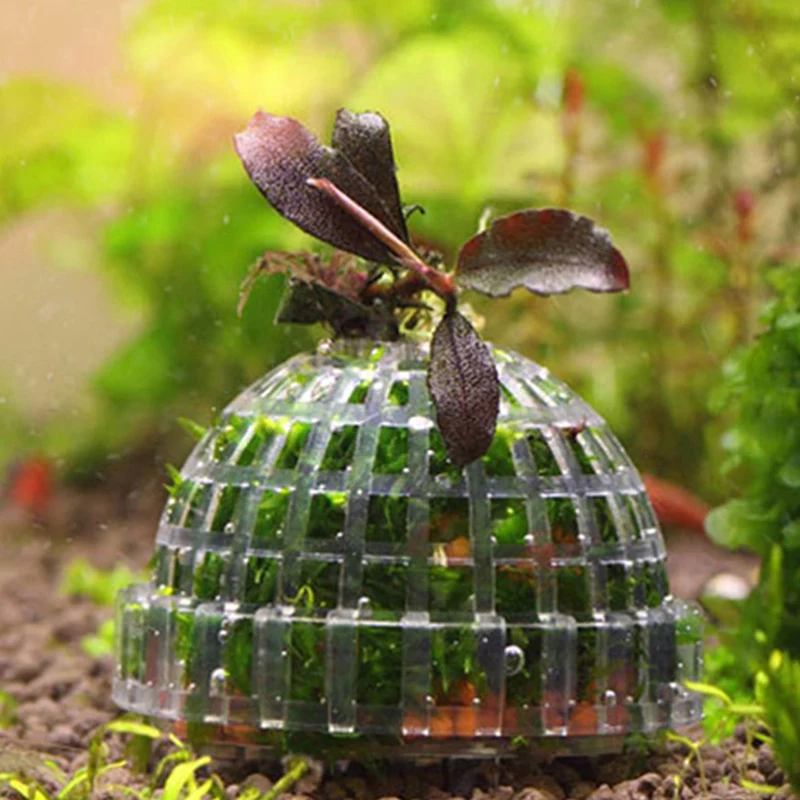 مستلزمات الحيوانات الأليفة المائية، ديكورات حوض السمك، كرة الطحلب، نباتات حية، فلتر ديكور الحيوانات الأليفة #4