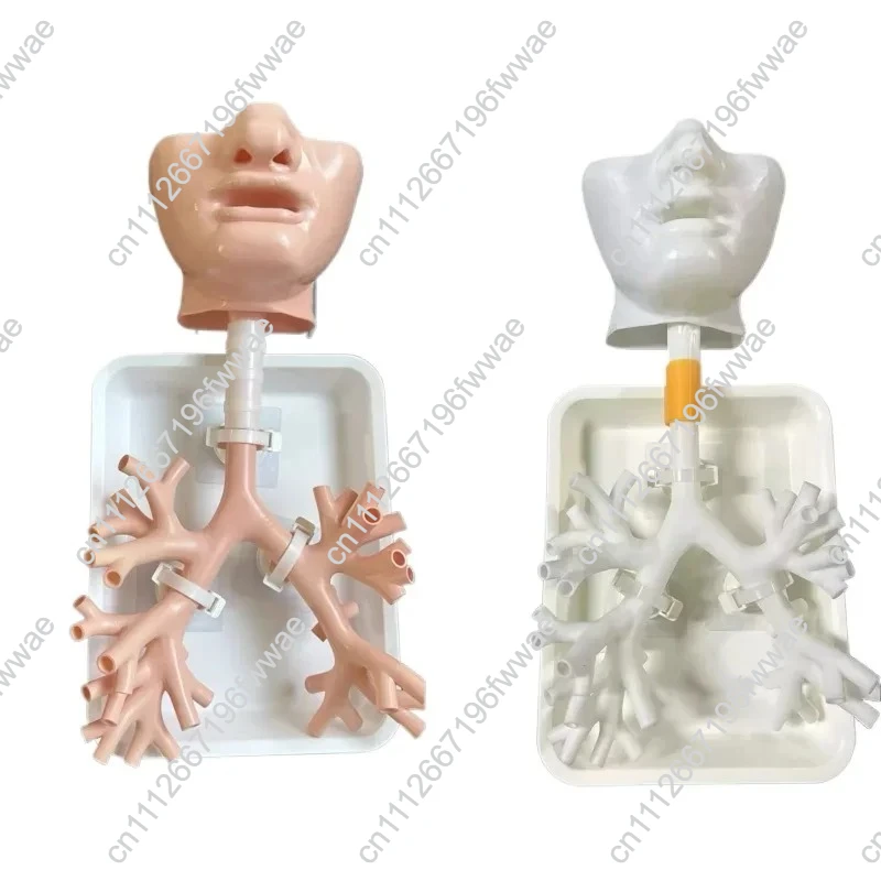 1:1 Level 4 Bronchial Model Bronchoscopy Training Model Resin Material Fiber Bronchus for Teaching Practice Training