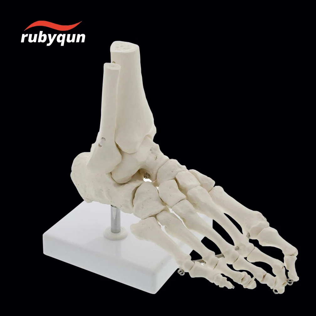 Flexible Foot Bone Model Human Skeleton Anatomy Medical Teaching Tool Educational Equipment Ankle Joint Model Life Size Newest