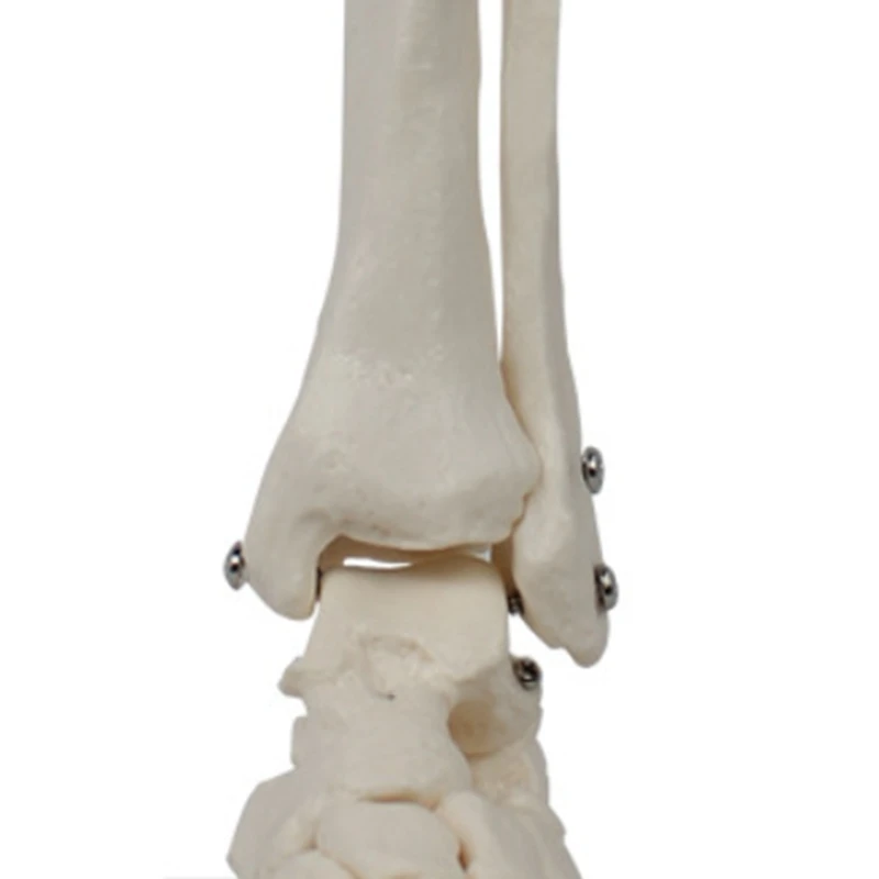 Foot Joint Model, Human Anatomy Model, Life Size, Foot Anatomy Model, Human Skeleton Model Teaching Equipment