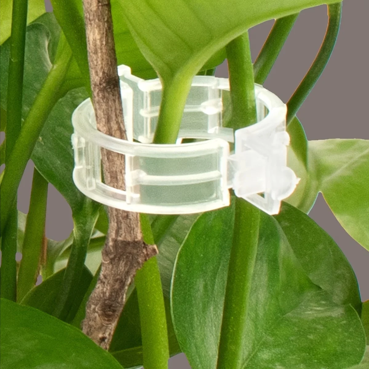 Wholesale Plant Support Clips  - đánh giá và giá Gardening Tools Wholesale