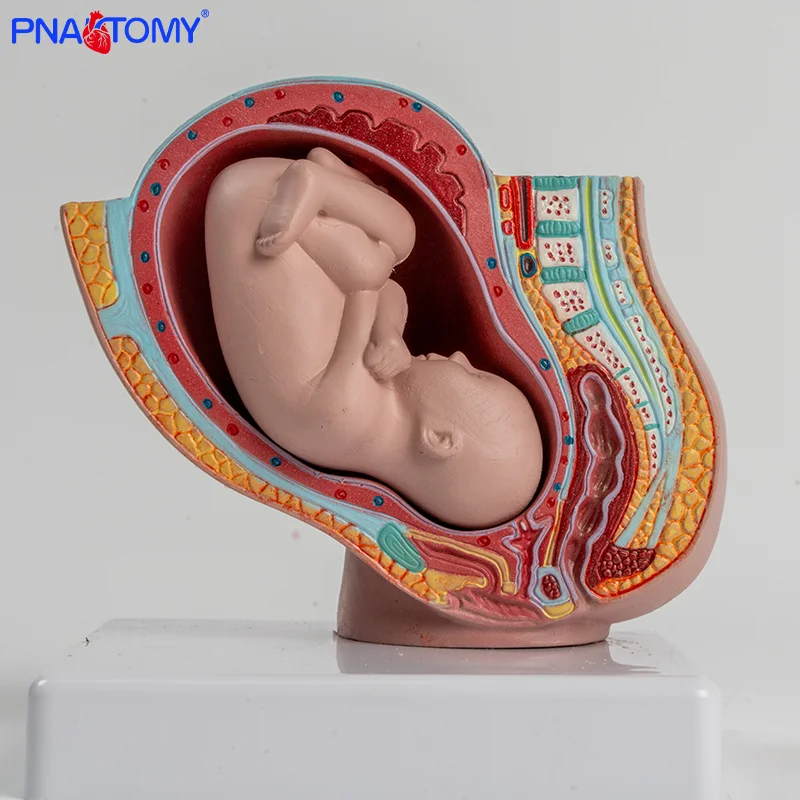 

1/2 Pregnancy Model with Full-term Baby 2-part Female Pregnancy Pelvic Uterus Reproductive Model