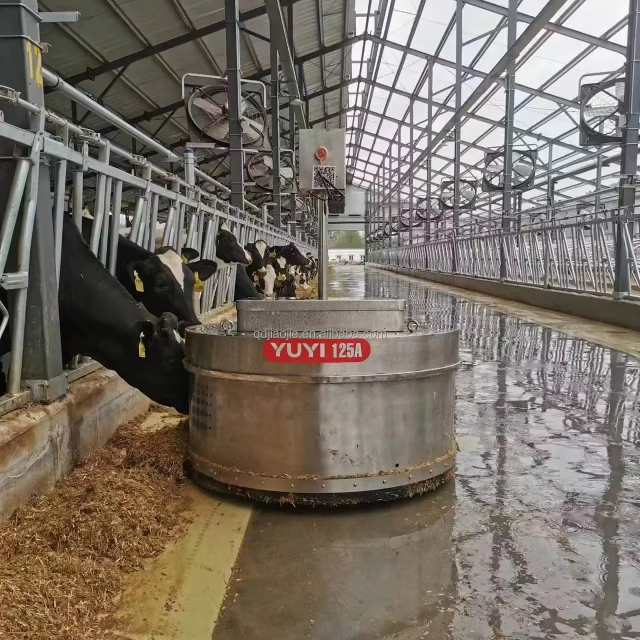 Cow farm equipment robot approach food for cows robotic feed pusher robot for dairy farm