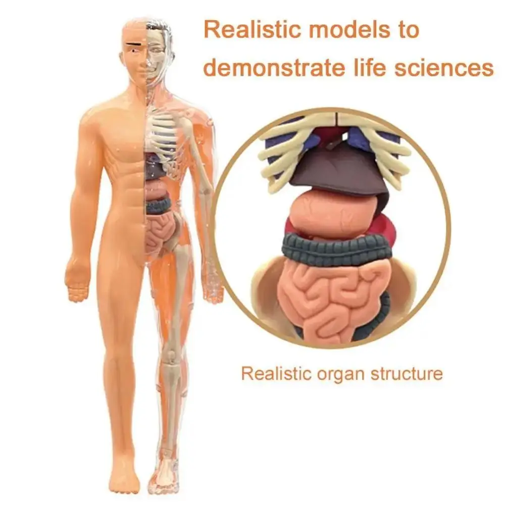 3D Human Body Anatomy Model Two Kinds Science Early Learning Kids Educational Toy Children Plastic DIY Skeleton Toy Student Gift