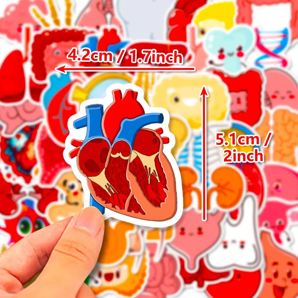 50Pcs Cute Human Organ Stickers, Cartoon Anatomy Illustration Decals for DIY Scrapbook & Tumbler Decor Giajar Sticker Store